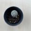 Pelecyphora Aselliformis kisebb
