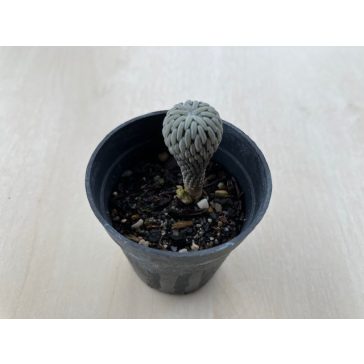 Pelecyphora Aselliformis kisebb