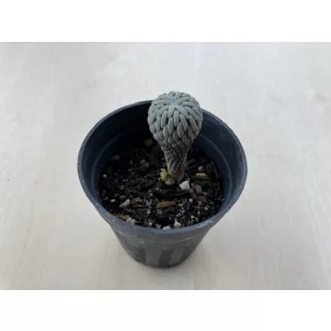Pelecyphora Aselliformis kisebb