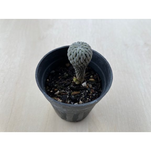 Pelecyphora Aselliformis kisebb