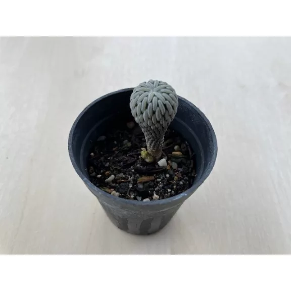Pelecyphora Aselliformis kisebb
