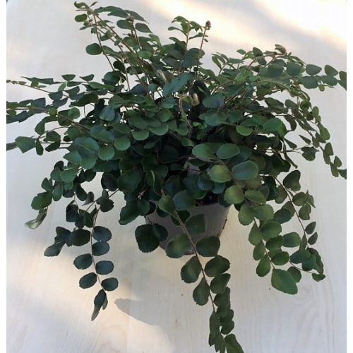 Pellaea rotundifolia -12 cm