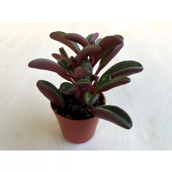 Peperomia graveolens Peperomia graveolens