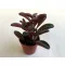 Peperomia graveolens