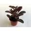 Peperomia graveolens
