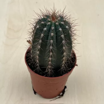 Pilosocereus azureus