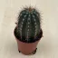 Pilosocereus azureus
