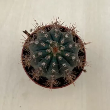 Pilosocereus azureus