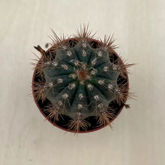 Pilosocereus azureus