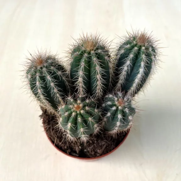 Pilosocereus azureus Pilosocereus azureus