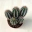 Pilosocereus azureus
