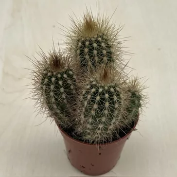 Pilosocereus braunii