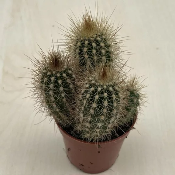 Pilosocereus braunii Pilosocereus braunii
