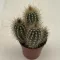 Pilosocereus braunii