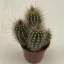 Pilosocereus braunii
