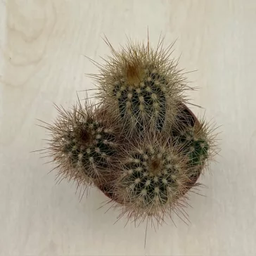 Pilosocereus braunii