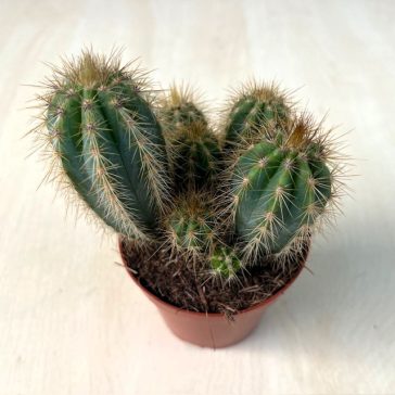 Pilosocereus pachycladus