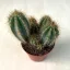 Pilosocereus pachycladus