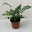 Polystichum