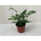 Polystichum
