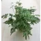 Pteris ensiformis ‘Evergemiensis’ - Ezüstös páfrány