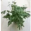 Pteris ensiformis ‘Evergemiensis’ - Ezüstös páfrány