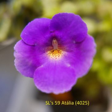 Mesevirág 'SL's 59 Atália'