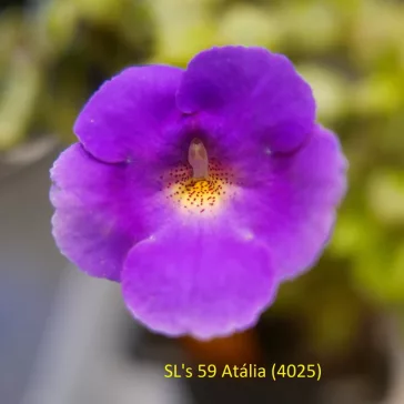 Mesevirág 'SL's 59 Atália'