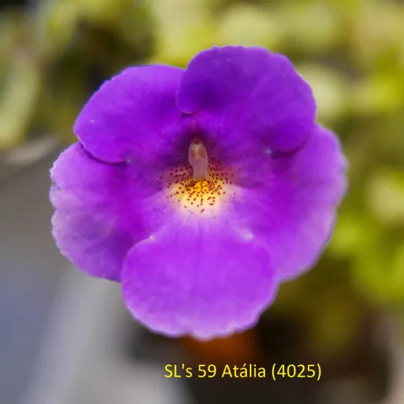 Mesevirág 'SL's 59 Atália' Mesevirág 'SL's 59 Atália'