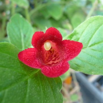   Mesevirág 'RF's Seemannia First lady 'B'