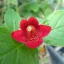 Mesevirág 'RF's Seemannia First lady 'B'