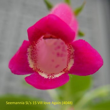   Mesevirág 'Seemannia SL's 15 I Will Love Again'