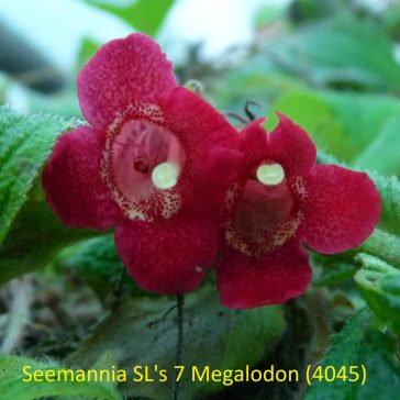 Mesevirág 'Seemannia SL's 7 Magalodon'