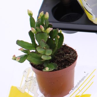 Rhipsalidopsis gaertneri - Húsvéti kaktusz