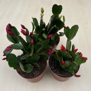 Rhipsalidopsis gaertneri - Húsvéti kaktusz