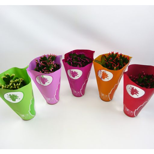 Rhipsalidopsis gaertneri - Húsvéti kaktusz