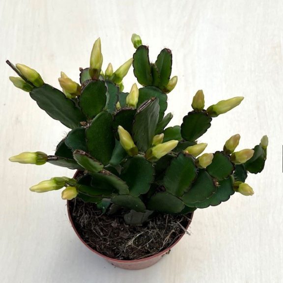 Rhipsalidopsis gaertneri - Húsvéti kaktusz