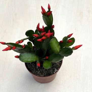 Rhipsalidopsis gaertneri - Húsvéti kaktusz