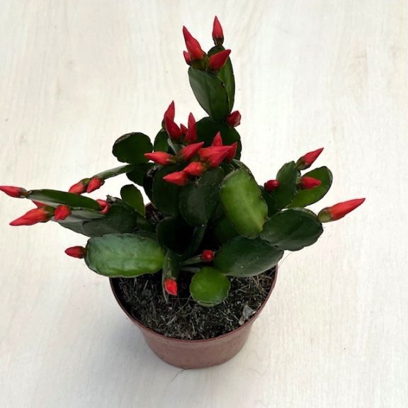 Rhipsalidopsis gaertneri - Húsvéti kaktusz