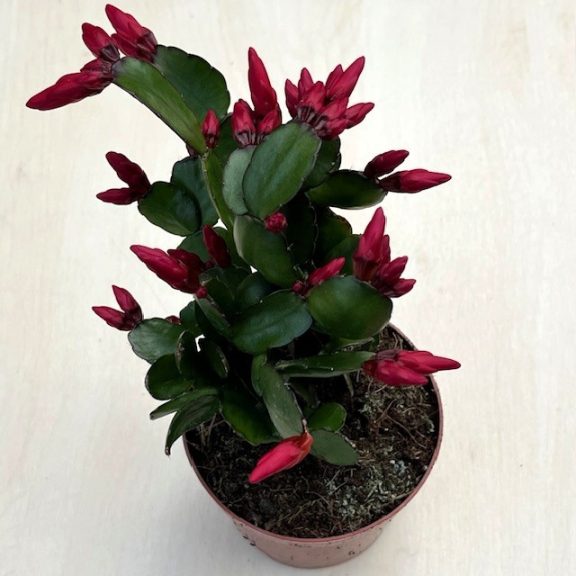 Rhipsalidopsis gaertneri - Húsvéti kaktusz