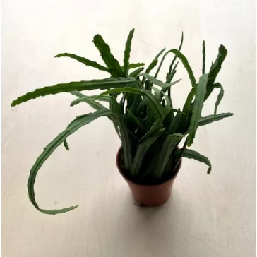 Rhipsalis boliviana