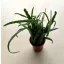 Rhipsalis boliviana