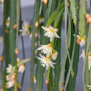 Rhipsalis boliviana