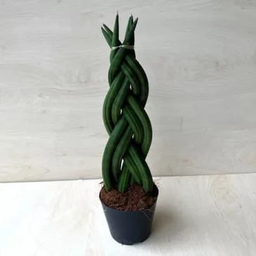 Sansevieria cylindrica "fonott" 30 cm