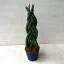 Sansevieria cylindrica "fonott" 30 cm