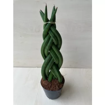 Sansevieria cylindrica "fonott" 30 cm