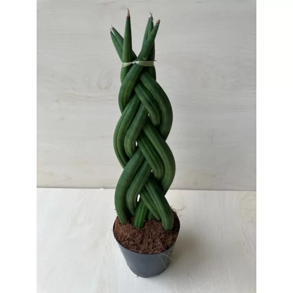 Sansevieria cylindrica "fonott" 30 cm