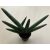 Sansevieria cylindrica 'Boncel'