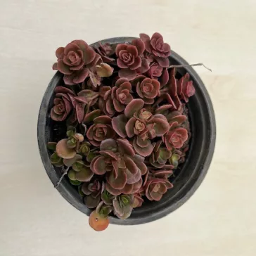 Sedum tetractinum 'Coral reef'