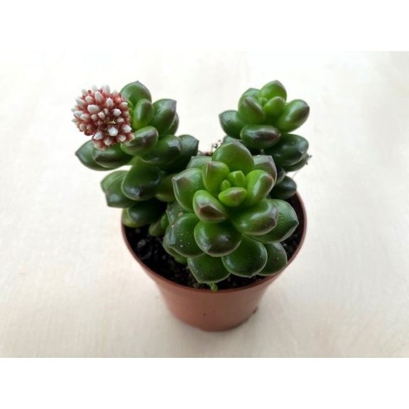 Sedum lucidum 'Obesum'